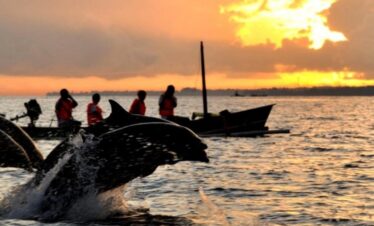 Lovina Beach Dolphin Tour